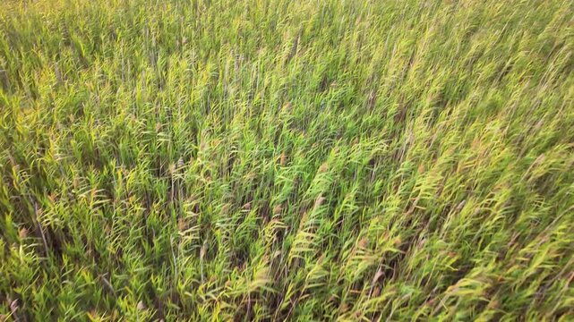 Aerial view of tall green reeds swaying in the wind at Vallda Sando Naturreservat in Vallda, Hallands lan, Sweden.