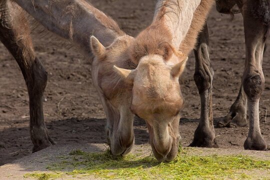 Two Bactrian camel (Camelus bactrianus), which is an animal characterized by its two distinct humps, feeding on grass from a raised platformat Korkeasaari Zoo, Helsinki, Finland, Europe.