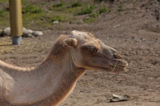 Bactrian camel (Camelus bactrianus), which is an animal characterized by its two distinct humps, Korkeasaari Zoo, Helsinki, Finland, Europe.