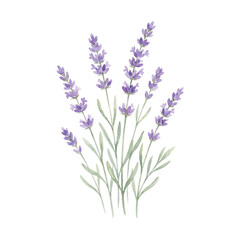 Obraz premium Purple Lavender Botanical Watercolor Flower Illustration 3