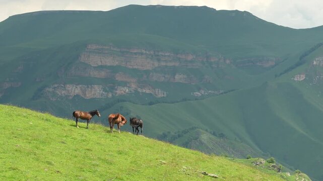 The scale and tranquility of the high-altitude landscape: in the foreground is a gentle grassy slope where three horses (a bay, a chestnut, and a black) graze freely; in the middle ground are the gent