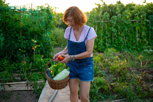 Woman harvesting fresh organic vegetables from home garden