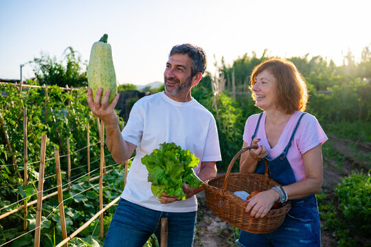 Happy farmers harvesting fresh organic vegetables in garden