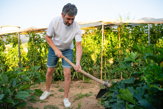 Man hoeing soil in organic vegetable garden