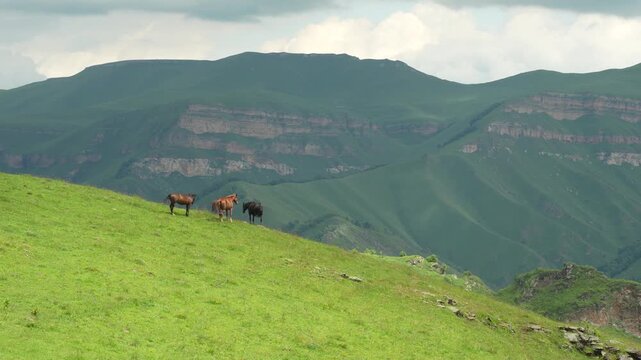 The scale and tranquility of the high-altitude landscape: in the foreground is a gentle grassy slope where three horses (a bay, a chestnut, and a black) graze freely; in the middle ground are the gent