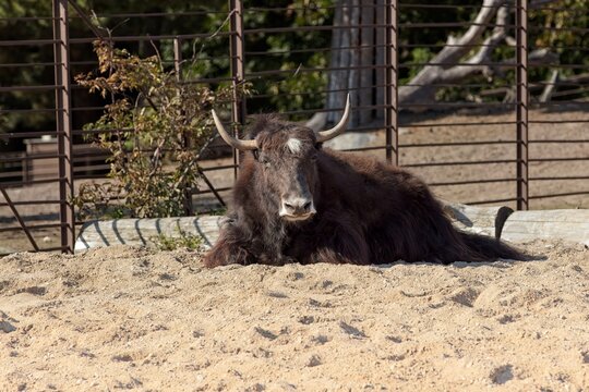Domestic yak (Bos grunniens), are large, heavily-built bovid mammals. Native to the high-altitude Himalayan region, Tibetan Plateau, and Central Asia, Korkeasaari Zoo, Helsinki, Finland, Europe.