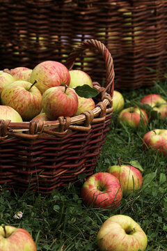 Basket of ripe apples on green grass outdoors, natural autumn harvest scene with fresh fruit and rustic wicker basket