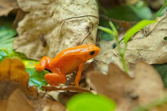 Golden mantella frog (Mantella aurantiaca), a small amphibian endemic to the island of Madagascar, Korkeasaari Zoo, Helsinki, Finland, Europe.