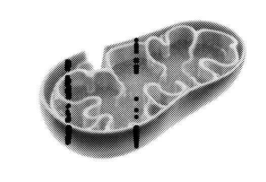 Mitochondrion mitochondria organelle cell in anatomy biology science of structure cristae membrane energy cellular respiration illustration diagram halftone