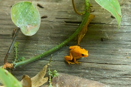 Golden mantella frog (Mantella aurantiaca), a small amphibian endemic to the island of Madagascar, Korkeasaari Zoo, Helsinki, Finland, Europe.