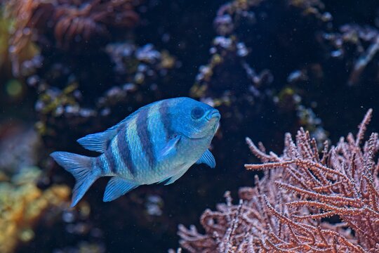 Sergeant Major (Abudefduf saxatilis), distinguished by five prominent black vertical bars on its sides, , Korkeasaari Zoo, Helsinki, Finland, Europe.