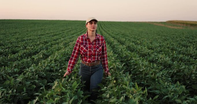 Female farmer walking through a green soybean field at sunset