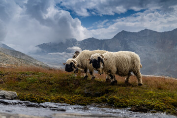 Fototapeta premium Valais Blacknose Sheep Grazing in Alpine Meadow near Almagellerhütte, Pennine Alps, Switzerland (Ovis aries)
