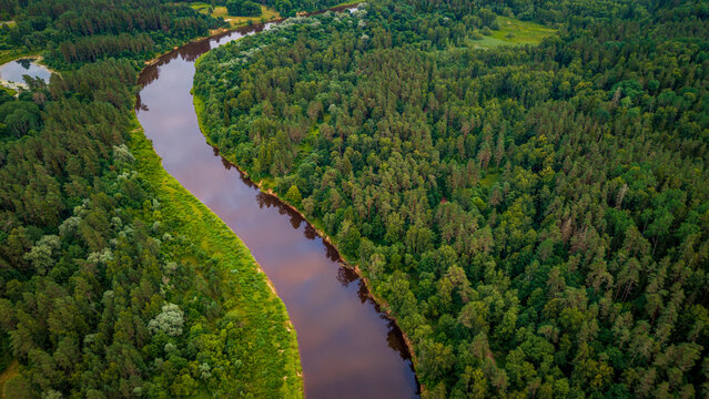 drone perspective of the curved Gauja River stream flanked by dense evergreen forest foliage in Latvia
