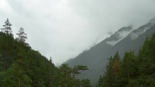 The shot conveys the scale and understated beauty of the mountains: in the foreground is a dense cluster of tall pine trees with distinctive silhouettes, in the middle zone are gentle slopes densely 