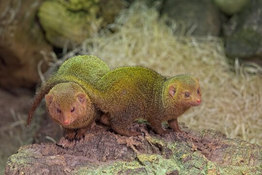 Dwarf Mongooses (Helogale parvula) , recognized as Africa's smallest mongoose species, at Korkeasaari Zoo, Helsinki, Finland, Europe.