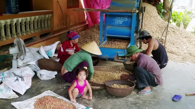 Farm workers sorting ripe harvest. Asian men and women with kid shelling peanut kernels using electric vibrating screen on farm