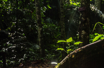 Fototapeta premium A small tree growing beneath the roots of a large tree, where sunlight filters down into the forest.