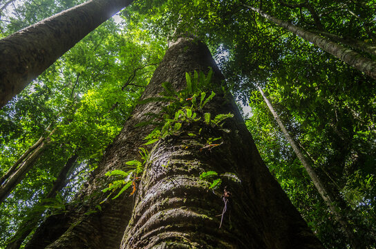 A large tree with small green peach trees growing on its trunk, where sunlight streams down into the forest.