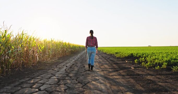 Rear view of a female agronomist in boots walking on a country road between corn and carrot fields. Farming and agriculture concept