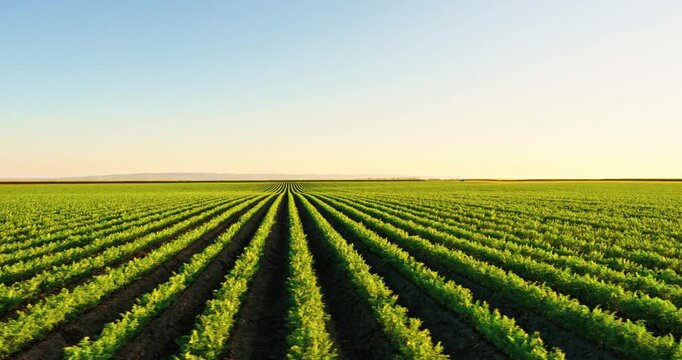 Green carrot field extending to the horizon under a beautiful sunset sky