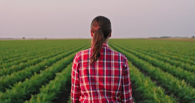 Female farmer walking through rows of young green soybean crops. Agricultural worker inspecting her plantation during a beautiful sunset