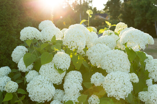 Beautiful white Annabelle hydrangea flowers blooming in a garden at sunset with golden sunlight flares.