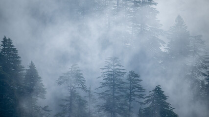 Low clouds drift slowly through an alpine valley, creating a moody and atmospheric view of a dense coniferous forest. © tahir