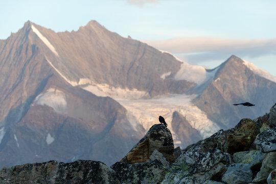 Alpine Choughs (Pyrrhocorax graculus) on Rocky Slopes with Glacier Peaks in Valais, Switzerland, Summer