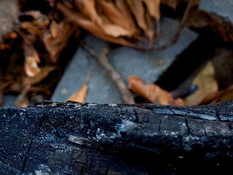 Close up view of charred charcoal log with burnt wood texture and background leaves.