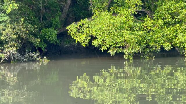 Mangrove Trees Reflecting on Calm Tidal Water in the Sundarbans Bangladesh