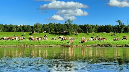 Cows grazing on lush green grass beside a clear lake under a bright blue sky © NBLX