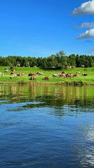 Naklejka premium Cows grazing on lush green pasture by tranquil river under clear blue sky