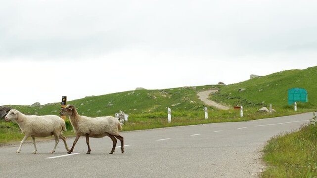 Two sheep, one in the foreground and the other slightly behind, stand calmly on an asphalt road. The composition clearly highlights the infrastructure&mdash;white posts along the side of the road, a yellow 