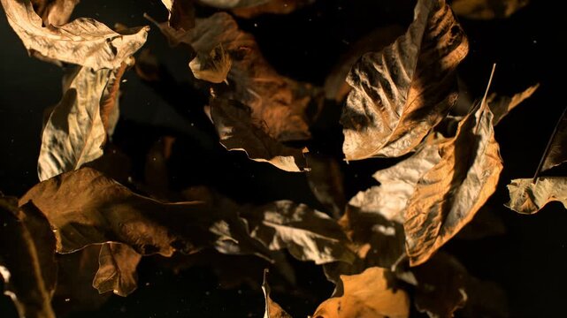 Super Slow Motion Shot of Flying Tobacco Leaves on Black Background at 1000fps.