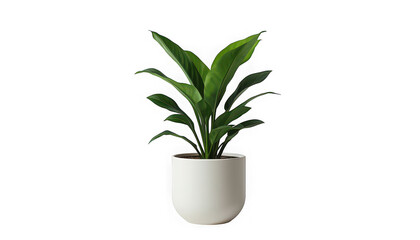 Fototapeta premium Potted plant with lush green leaves stands isolated on a clean white background.