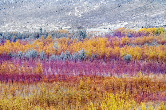 View of vibrant autumn foliage with rows of colorful trees in shades of yellow, orange, and red against the backdrop of rugged mountains in Hunza Nagar, Gilgit Baltistan, Pakistan.