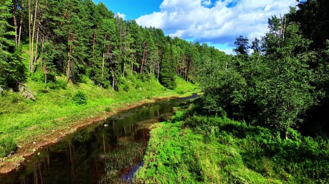 Riverbank view with lush greenery and dense forests under a bright blue sky