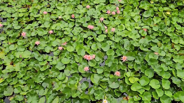 Lotus flowers and lotus leaves blooming in a pond