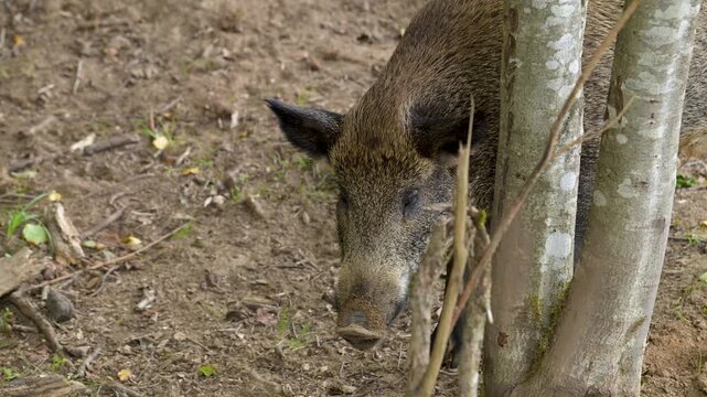 Wild boar sniffs ground near tree trunk