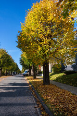 Naklejka premium Residential street lined with rounded deciduous trees showing golden autumn foliage under clear blue sky with parked cars, neat sidewalks, sunlight, and crisp shadows across quiet neighborhood homes