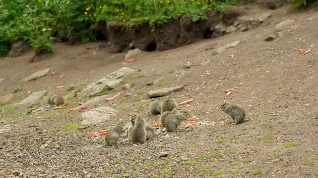 A group of mountain ground squirrels, including juveniles, is depicted on a rocky, earthen slope near the entrances to their burrows. The animals are behaving naturally: some are resting, others are e