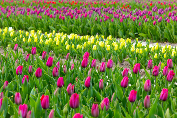 Fototapeta premium Colorful tulip fields bloom vibrantly in spring sunlight near a quiet countryside village