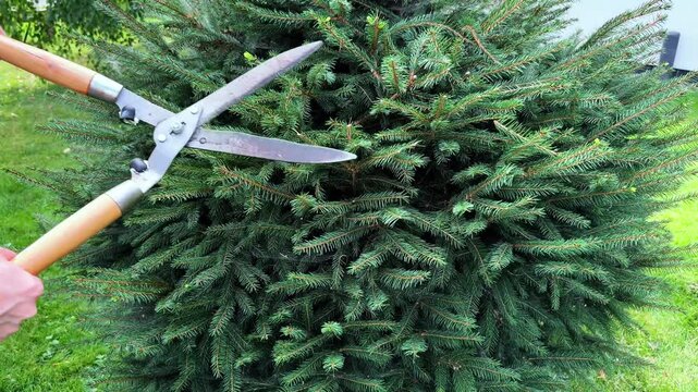 Pruning lush green conifer tree foliage with garden shears for optimal growth and shape maintenance