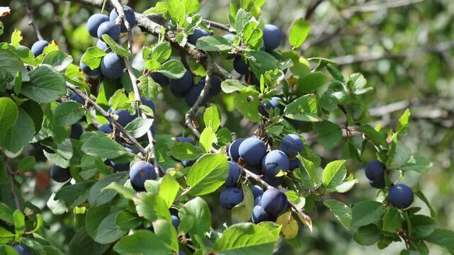 Blackthorn or Sloe, Prunus spinosa, in fruit in late Summer. UK
