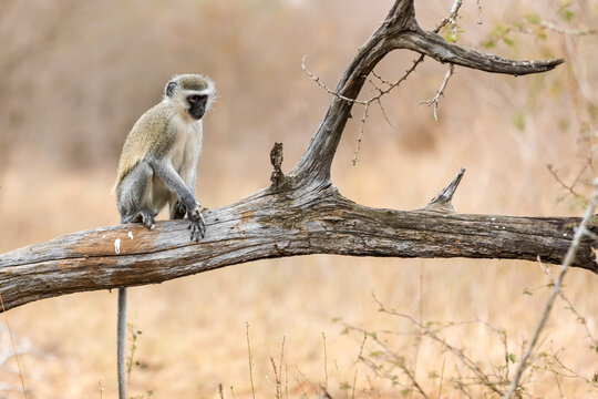 View of a vervet monkey sitting on a weathered fallen tree branch in the dry savanna of South Africa.
