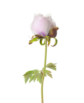 Bud of light pink  Peony flower with dark purple spots on the petals  isolated on a white background. Paeonia rockii.