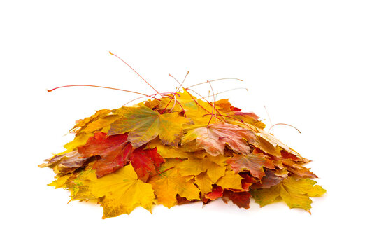 Heap of multicolor  autumn Maple leaves isolated on white background.