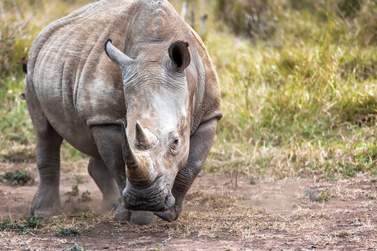 View of a white rhinoceros walking through the savanna in South Africa.