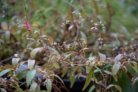 コカモメヅル（小鴎蔓）